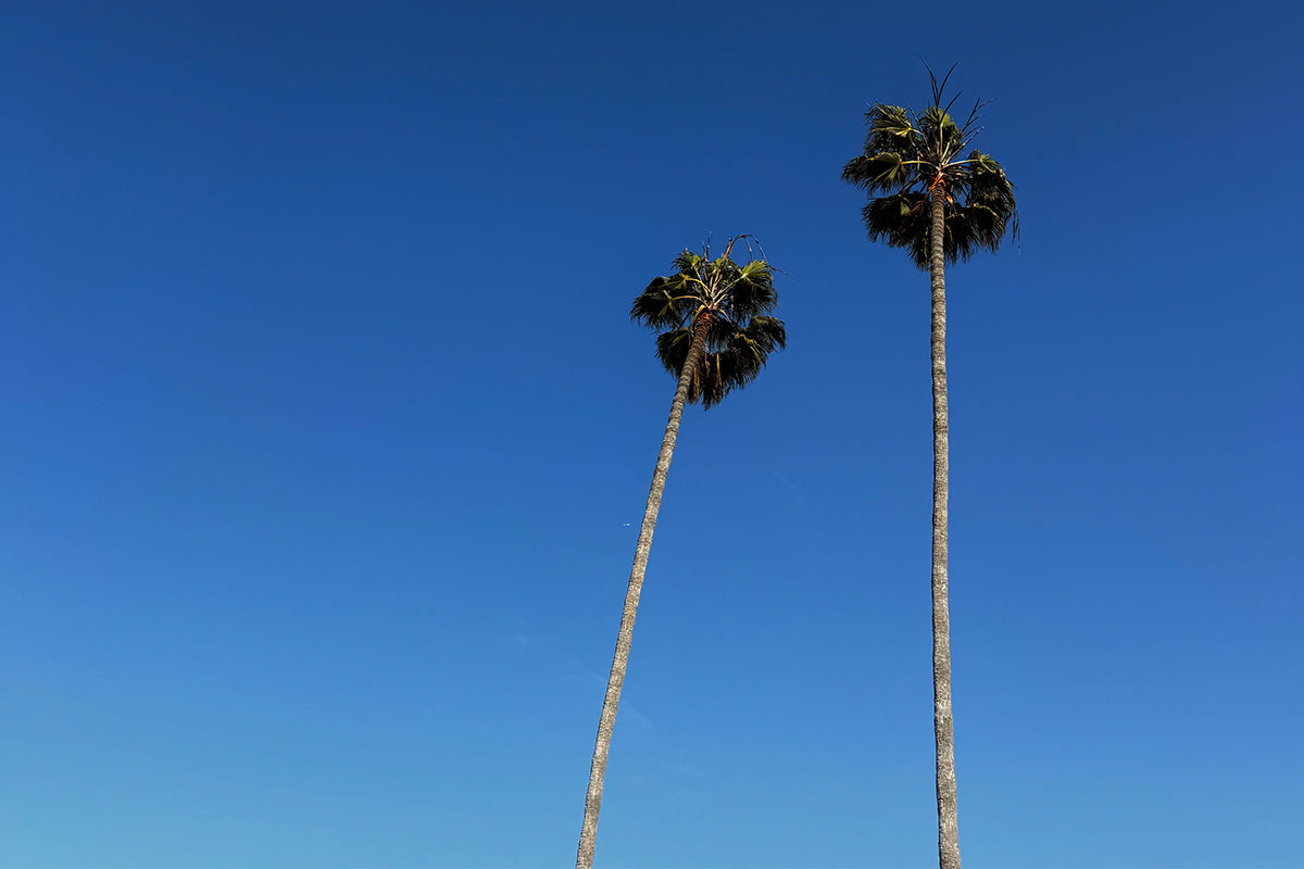 CARNET D'ADRESSES: LOS ANGELES