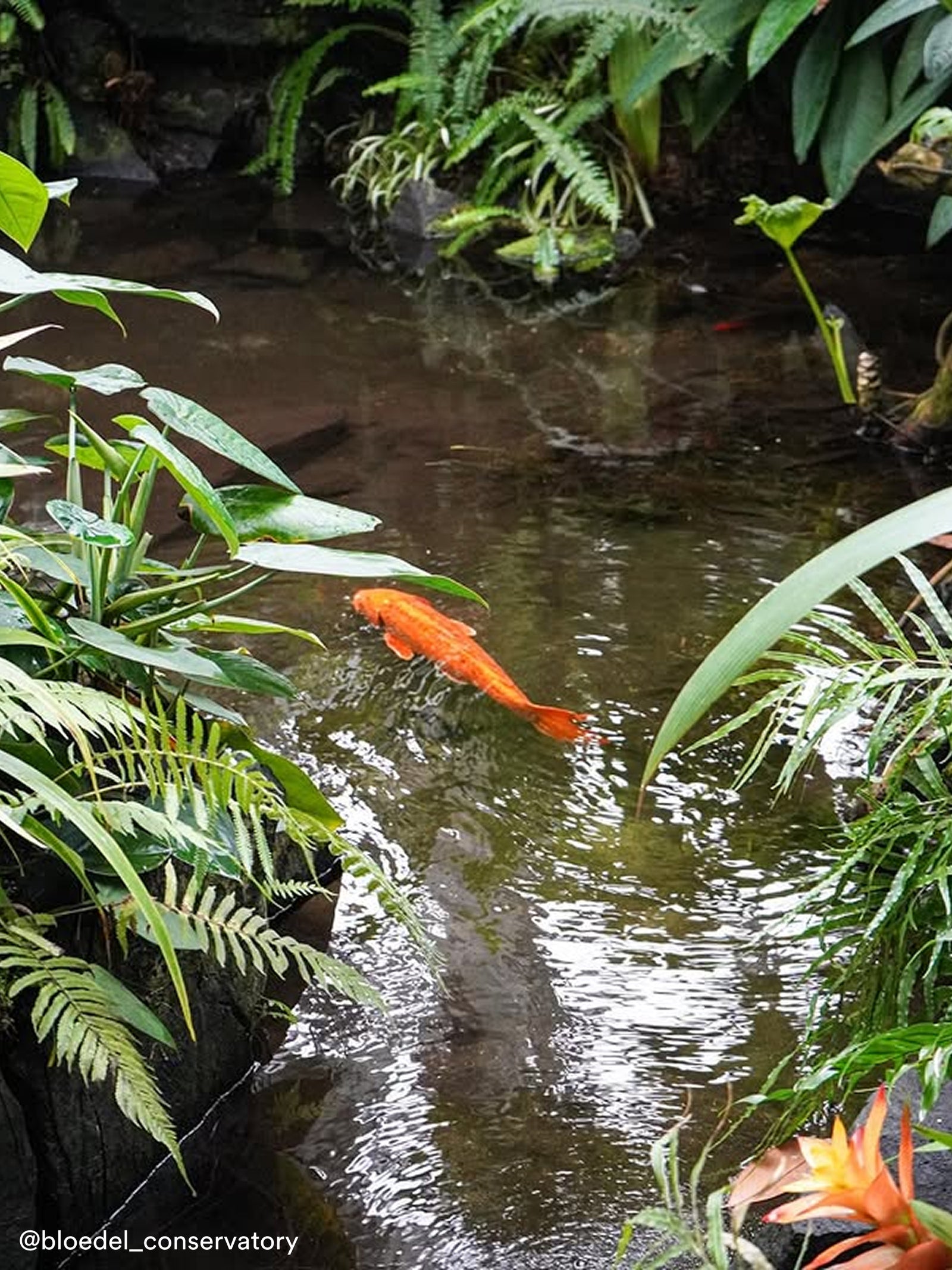 Tropical fish seen at Bloedel Conservatory in Vancouver, BC, Canada