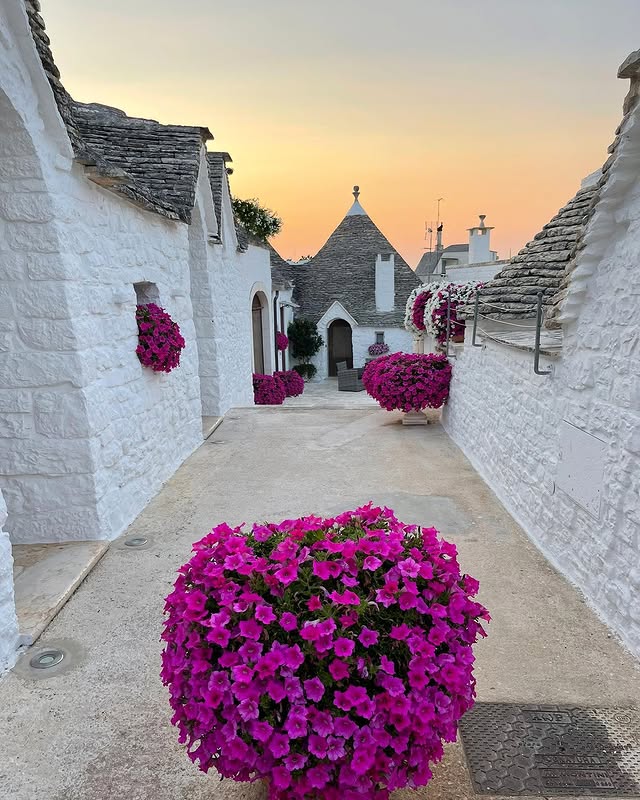 iconic cone-roofed stones houses called trullis, in the small Pugliese village of Alberobello, with bright pink flowers.