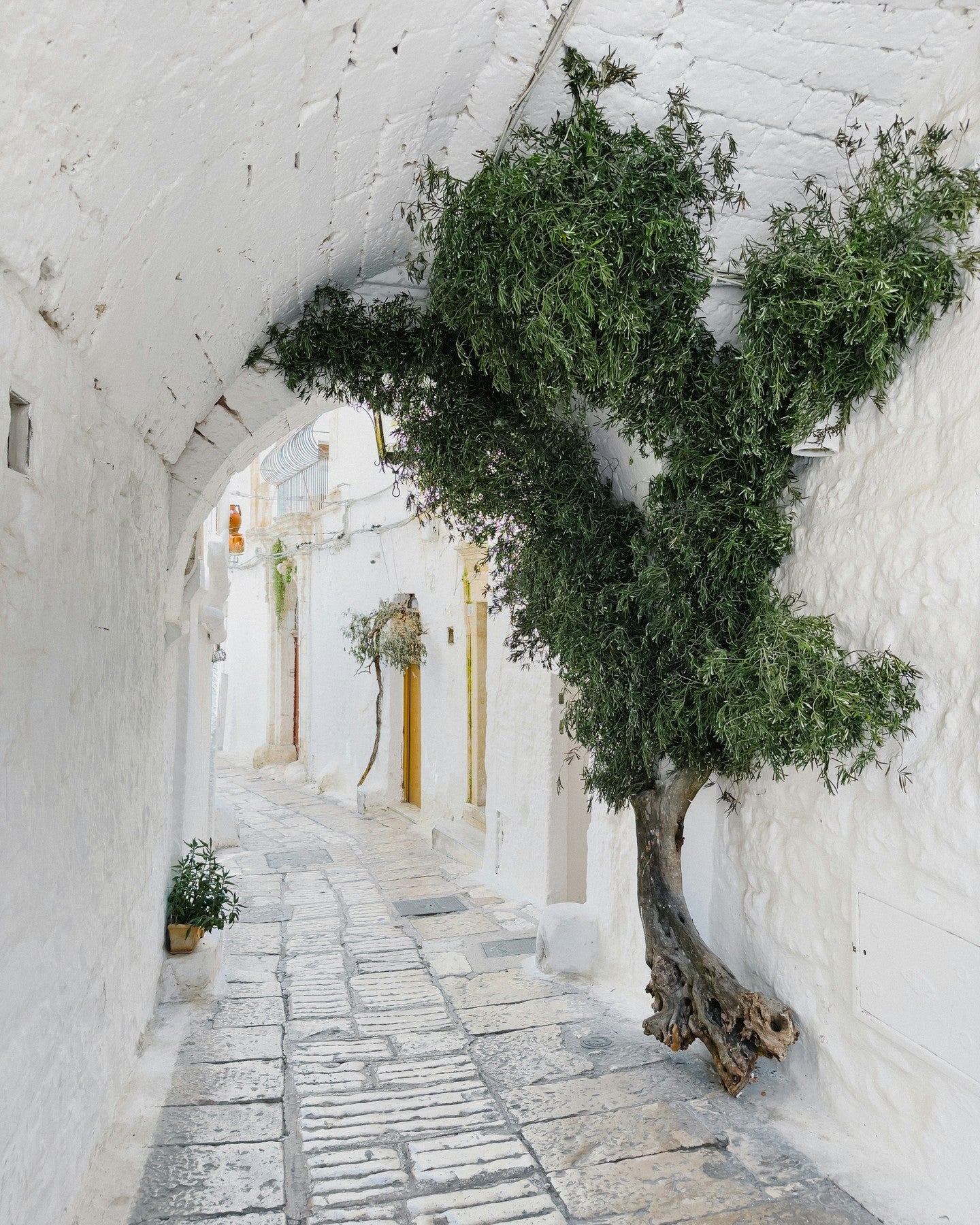 Small paved alley in Ostuni, with a tree growing along a white wall, under vaults.